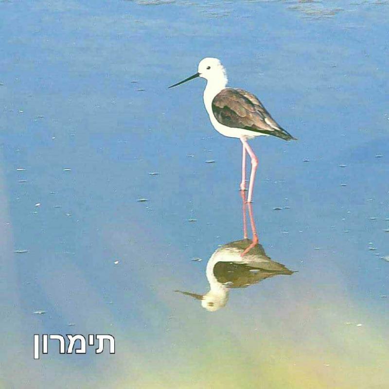 בריכות מעין צבי