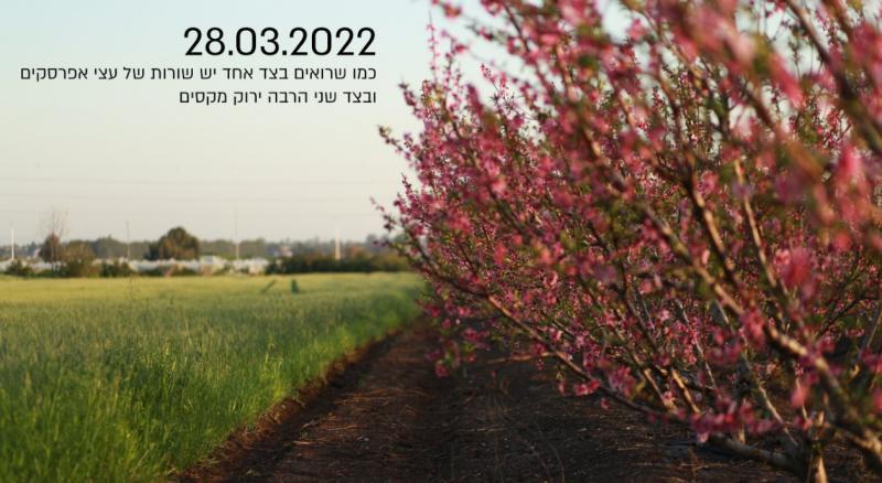 פריחת 2022