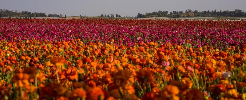 גן יבנה כניסה מרחוב הפלח רק לשמור אל המקום כי זה מקום פרטי של חקלאי 