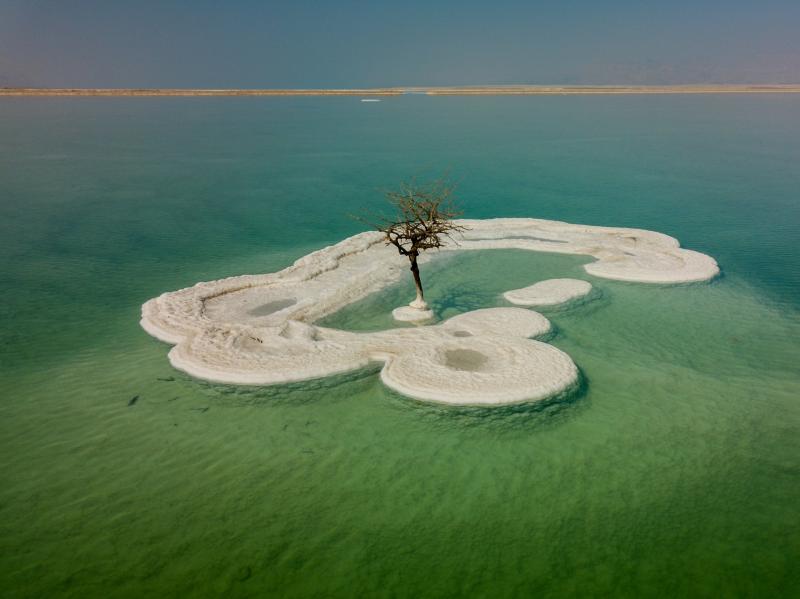 העץ הבודד בים המלח