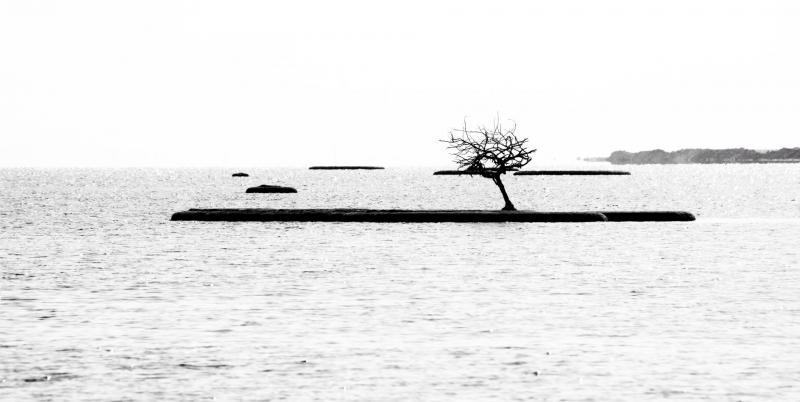 העץ הבודד ים המלח