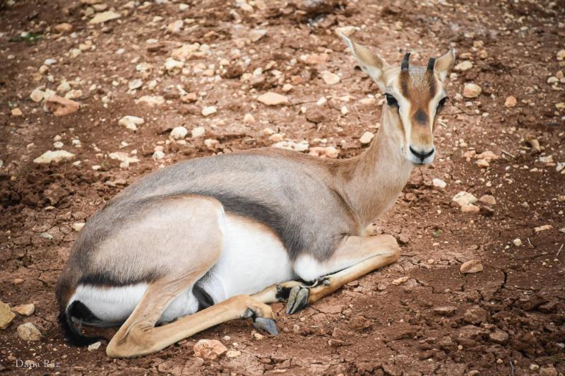 עמק הצבאים