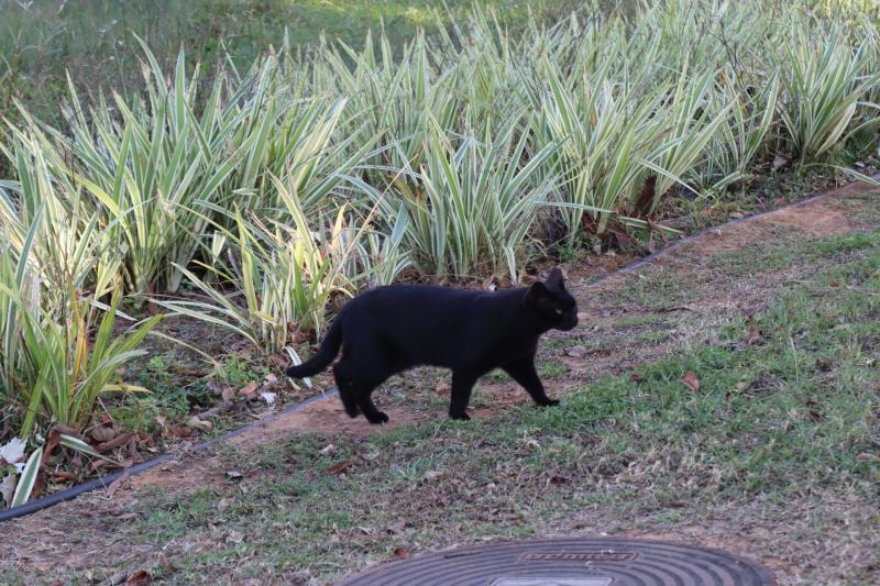 חתול שחור בפארק