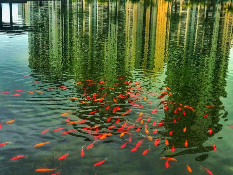 דגי זהב באגם