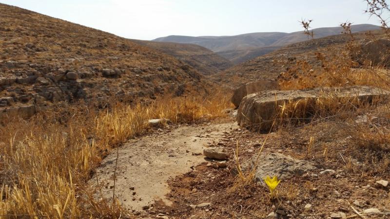 פריחת חלמוניות ליד מעלה רחבעם