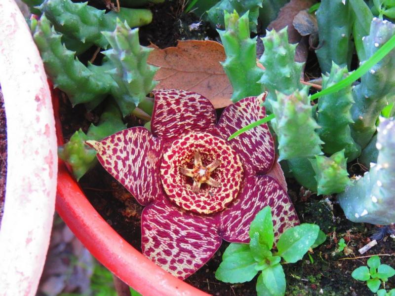 פרח סימטרי ממשפחת הקקטוסים