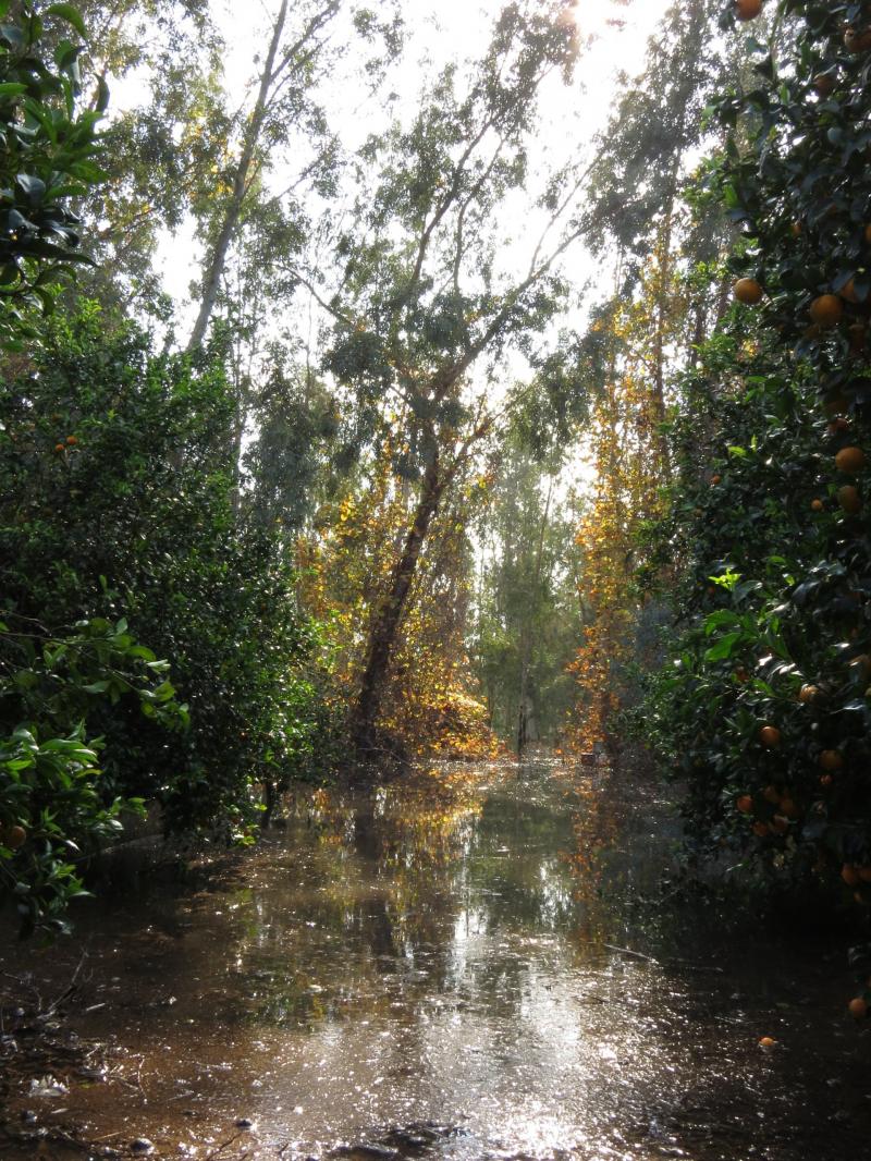 פרדס וחורשה מוצפים באווירה מסתורית