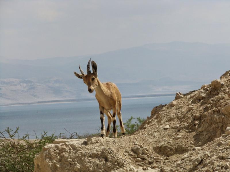 תצפית לים המלח 