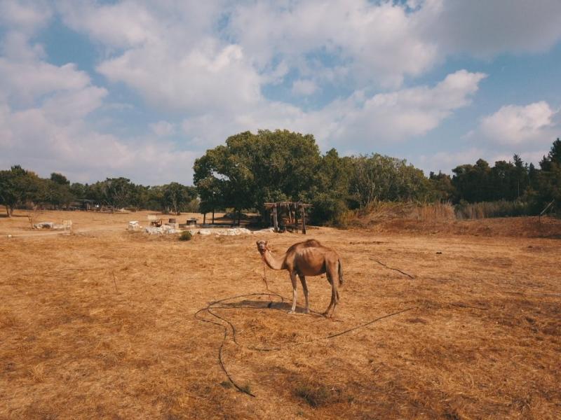 פארק נאות קדומים