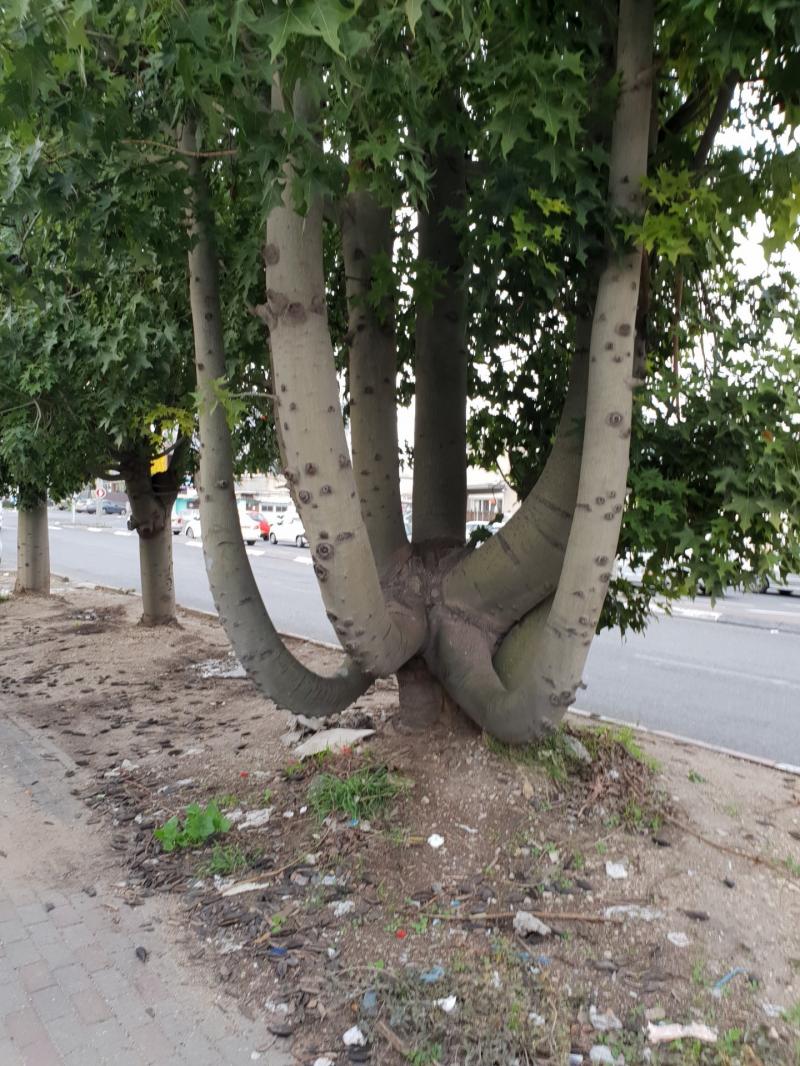 עץ בעל 7 גזעים ומקום ישיבה במרכזו