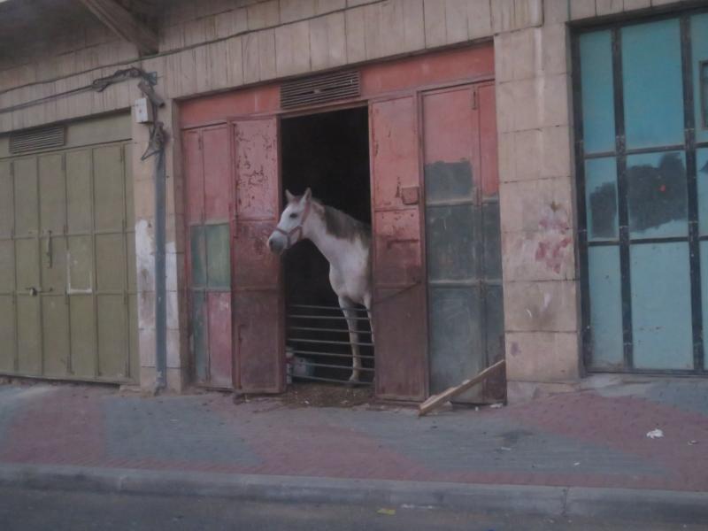 סוס סקרן