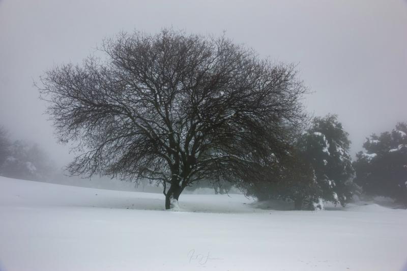 עץ בודד בשלג 