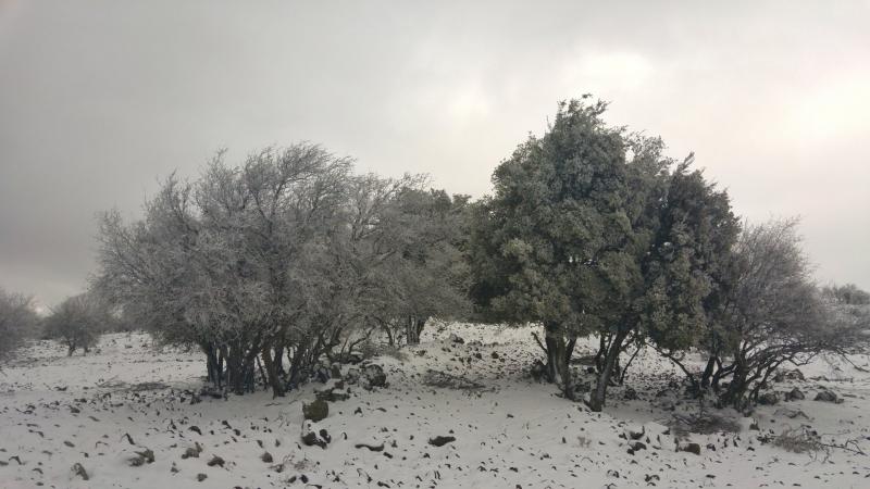 עצים בשלג