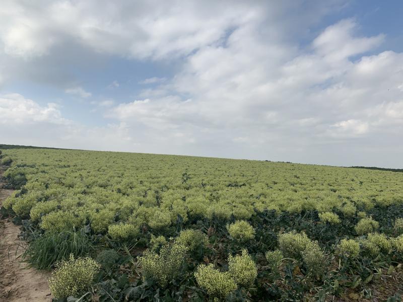 שדה ברוקולי בתרונות רוחמה 