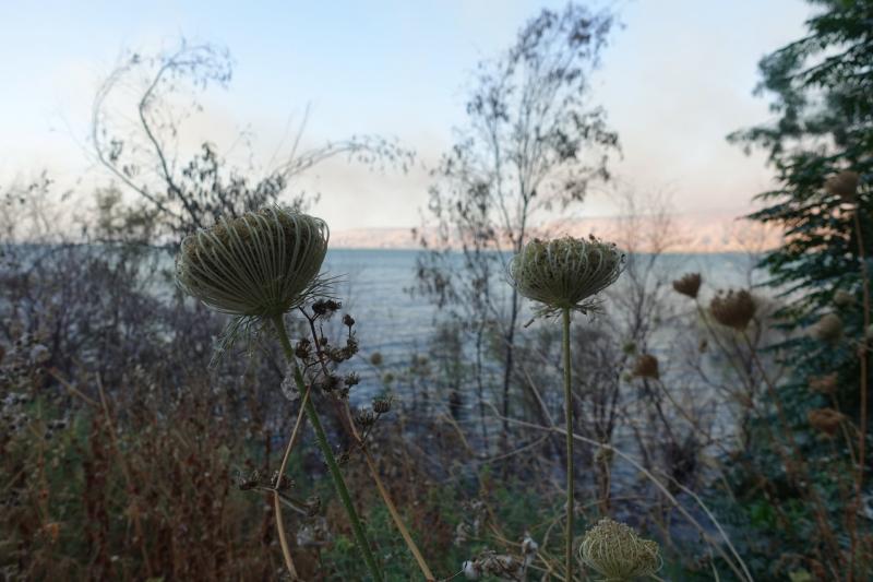 צמחיית קיץ מתייבשת מעל למים החיים