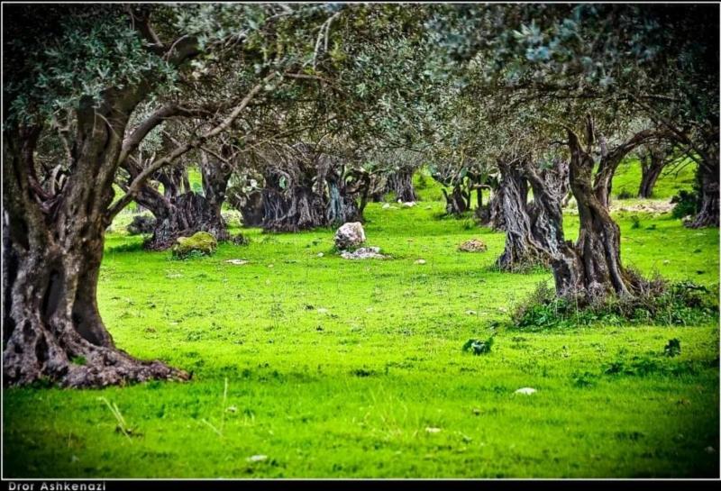 יער שהם