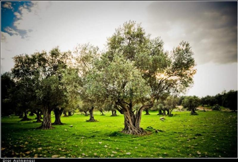 יער שהם