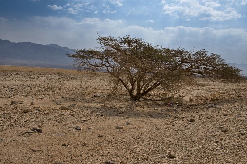 עץ בודד במדבר