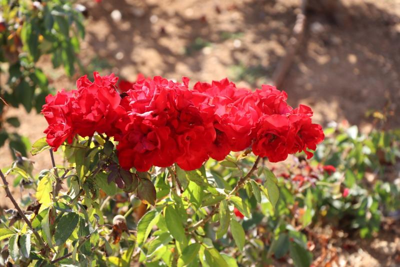 שורת שושנים אדומות