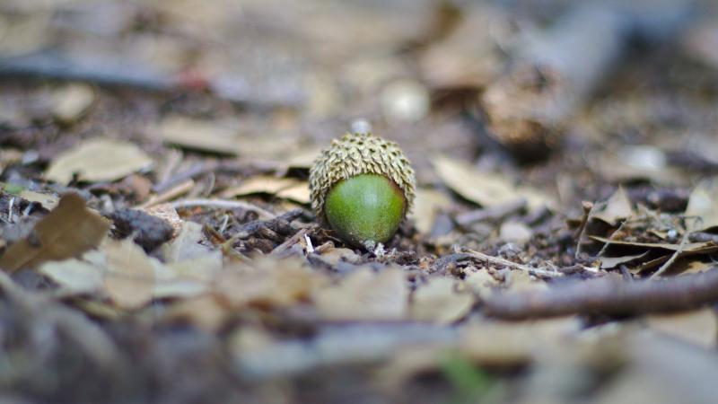 Seed on the leaves