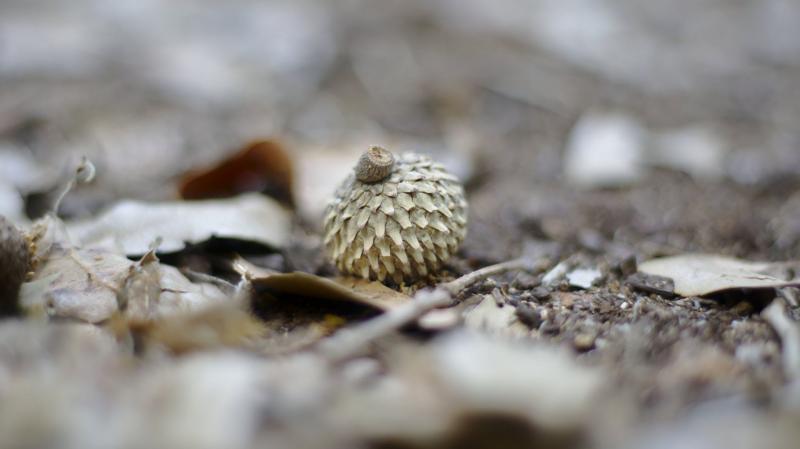 Pine cone